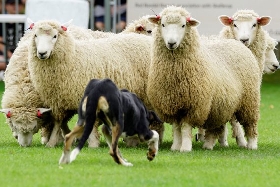 A sheepdog herding sheep