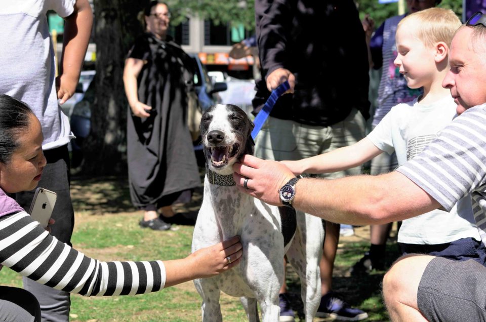 Greyhounds make great pets