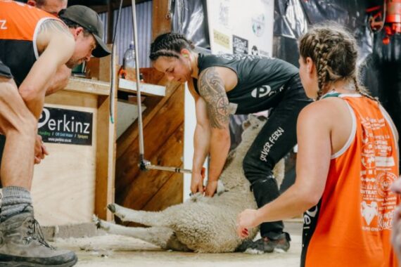 A woman shearing a sheep.