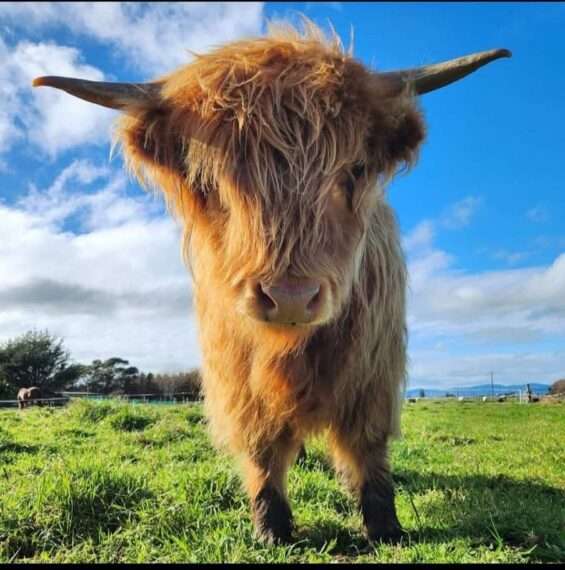 A cow facing forward